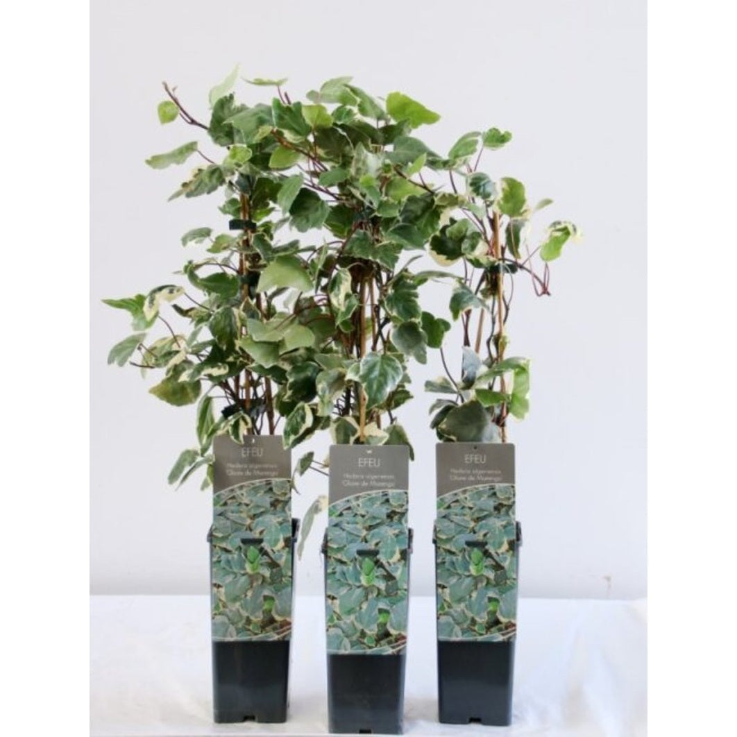 Murgröna – Hedera algeriensis 'Gloire de Marengo' - C2 50-60 CM 3 Stick